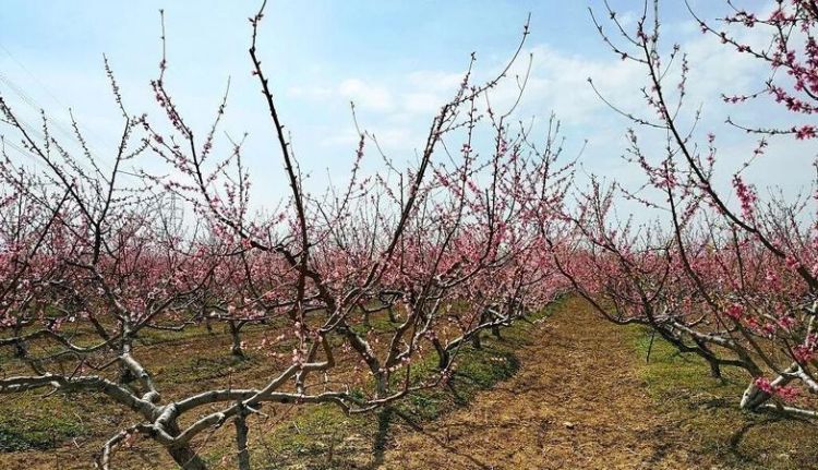 Nice peach orchard name, I want to give our winter peach orchard a name in English Picture 1