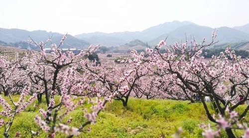 A nice peach orchard name. I want to give our winter peach orchard a name in English. Picture 3