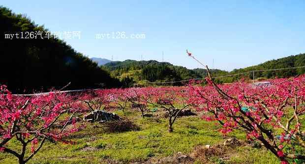 A nice peach orchard name. I want to give our winter peach orchard a name in English. Picture 4