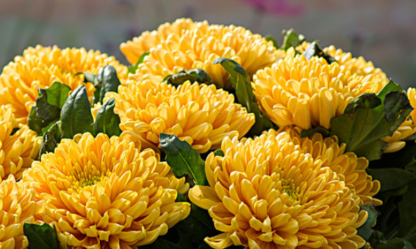 The pinyin and word combination of chrysanthemum. What are the pinyin and word combination of chrysanthemum? Picture 3