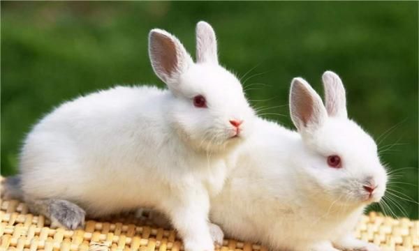 Pet rabbit names are cute and western, rabbit names are elegant and nice female pictures 1