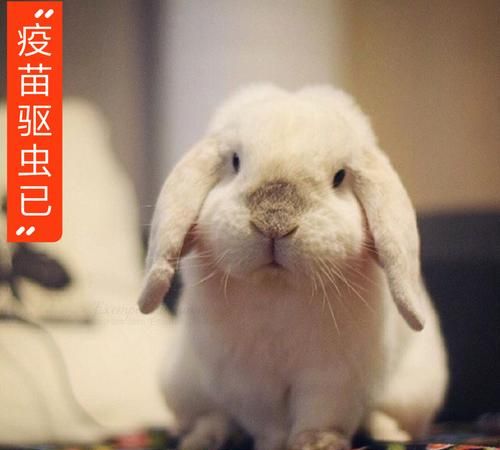 Pet rabbit names are cute and western, rabbit names are elegant and nice female pictures 2