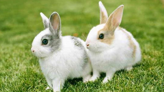 The names of pet rabbits are cute and western. The names of rabbits are elegant and nice. Female pictures 3