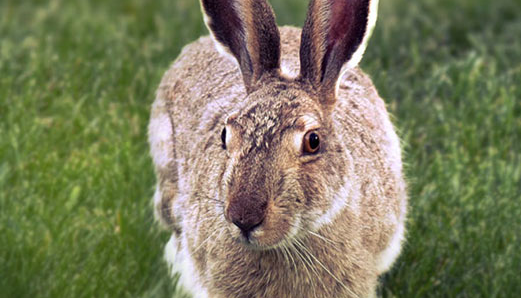 The names of pet rabbits are cute and western. The names of rabbits are elegant and nice. Female pictures 4