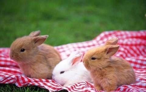 What zodiac signs are most compatible with people born in the year of Rabbit? Picture 1 of the best marriage zodiac signs for people born in the year of Rabbit