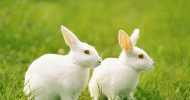 What zodiac signs are most compatible with people born under the zodiac sign of the Rabbit? Picture 2 of the best zodiac signs for marriage for people born under the zodiac sign of the Rabbit