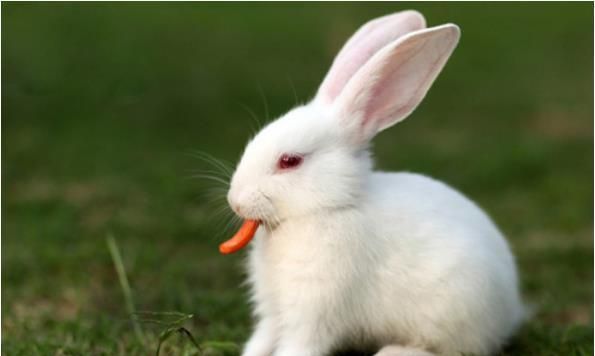 What zodiac signs are most compatible with people who belong to the Rabbit zodiac? Picture 4 of the best zodiac signs for marriage for people who belong to the Rabbit zodiac