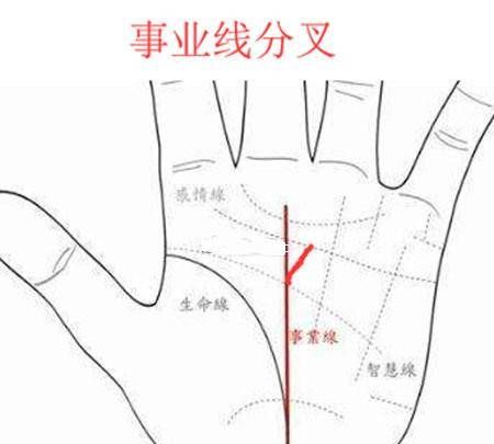 Career line diagram of female left hand, the career line on the palm of the hand should be seen on the left hand or the right hand Figure 1