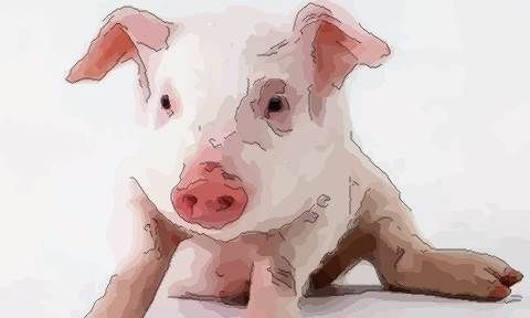 Marriage and destiny of Pig people, why the old man said that Pig people are lucky Picture 2