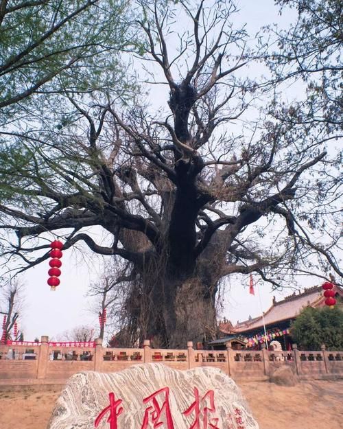 Where is the big locust tree in Shanxi? Is there still a big locust tree in Hongdong, Shanxi? Picture 1