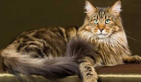 Complete list of pet cat breeds, what are the pet cat breeds? Figure 6