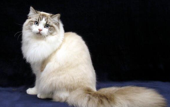 Complete list of pet cat breeds, what are the pet cat breeds? Figure 7