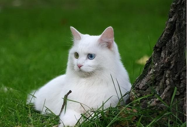 Complete list of pet cat breeds, what are the pet cat breeds? Figure 12