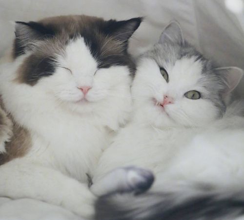 Couple avatars kittens, cat couple avatars one pair two cute cat couple avatars matching picture 3