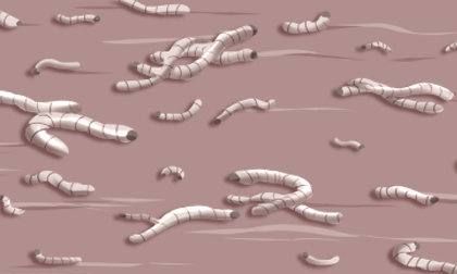 Dream Interpretation by Zhou Gong: Dreaming about maggots. What does it mean to dream about eating maggots? Zhou Gong’s Dream Interpretation Picture 1