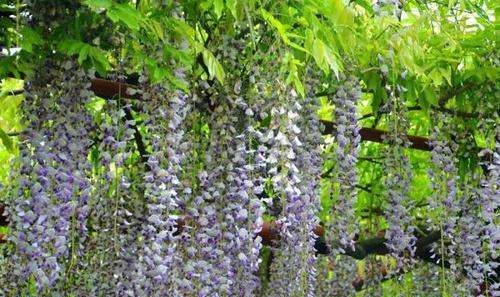 The King of Japanese Wisteria, the Efficacy and Function of Wisteria multiflorum Figure 1