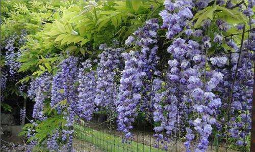 The King of Japanese Wisteria, the Efficacy and Function of Wisteria multiflora Figure 2