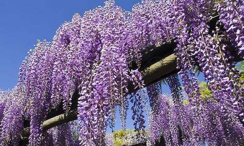 The King of Japanese Wisteria, the Efficacy and Function of Wisteria multiflorum Figure 3