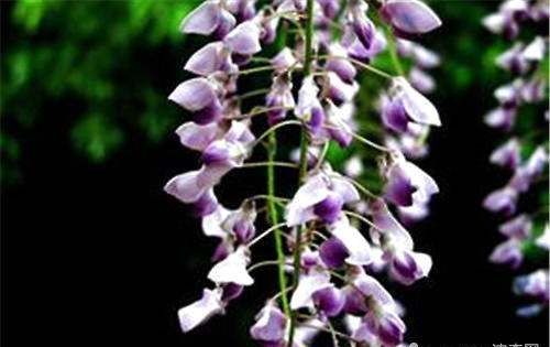 The King of Japanese Wisteria, the Efficacy and Function of Wisteria multiflorum Figure 5