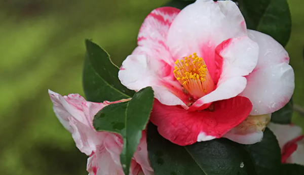 camellia,山茶花英文图1