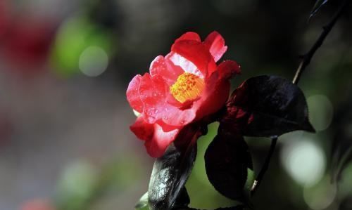 camellia,山茶花英文图2