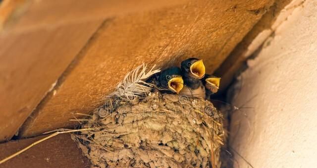 What does it mean to dream about swallows building a nest? What does it mean to dream about swallows building a nest in the house? Picture 2