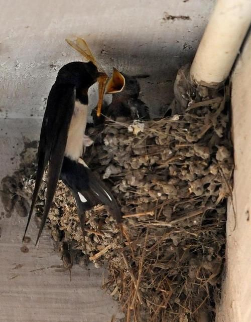 What does it mean to dream about swallows building a nest? What does it mean to dream about swallows building a nest in the house? Picture 3