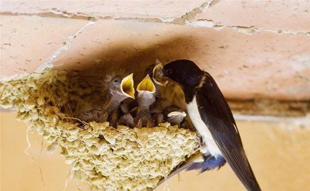 What does it mean to dream about swallows building a nest? What does it mean to dream about swallows building a nest in the house? Picture 4