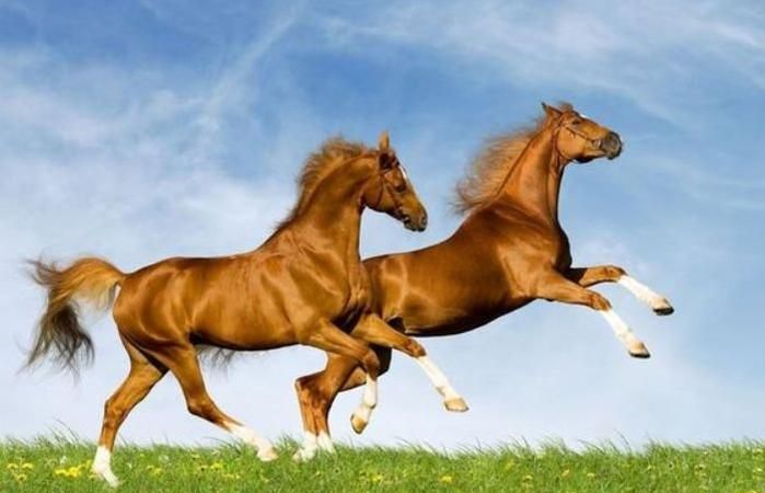 Horse 43 will bring great luck, monthly fortune chart for women aged 42 and 78 in Horse 1