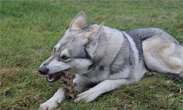 I dreamed that a wolf dog jumped at me but didn’t bite me. I dreamed that a wolf dog jumped at me but didn’t bite me. Picture 1