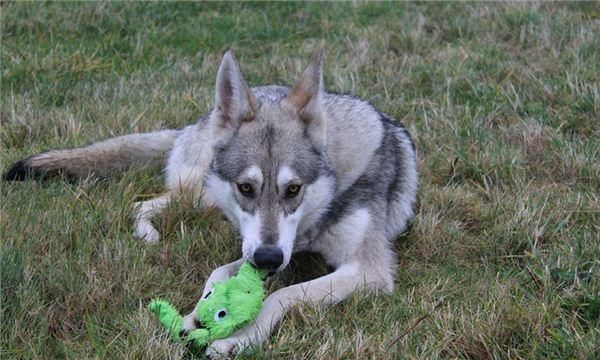 I dreamed that a wolf dog jumped at me but didn’t bite me. I dreamed that a wolf dog jumped at me but didn’t bite me. Picture 3