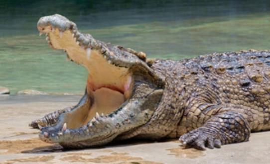 Dreaming about crocodiles eating people, dreaming about two crocodiles Picture 1