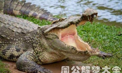 Dreaming about crocodiles eating people, dreaming about two crocodiles Picture 2