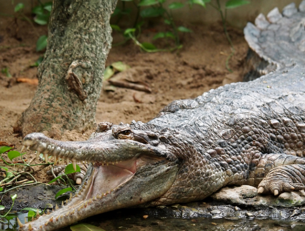 Dreaming about crocodiles eating people, dreaming about two crocodiles Picture 3