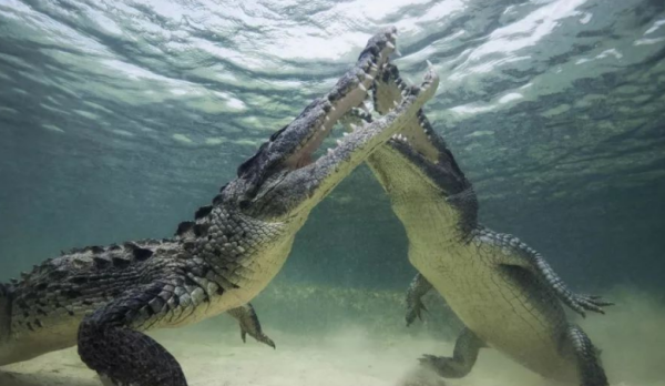 Dreaming about crocodiles eating people, dreaming about two crocodiles Picture 4