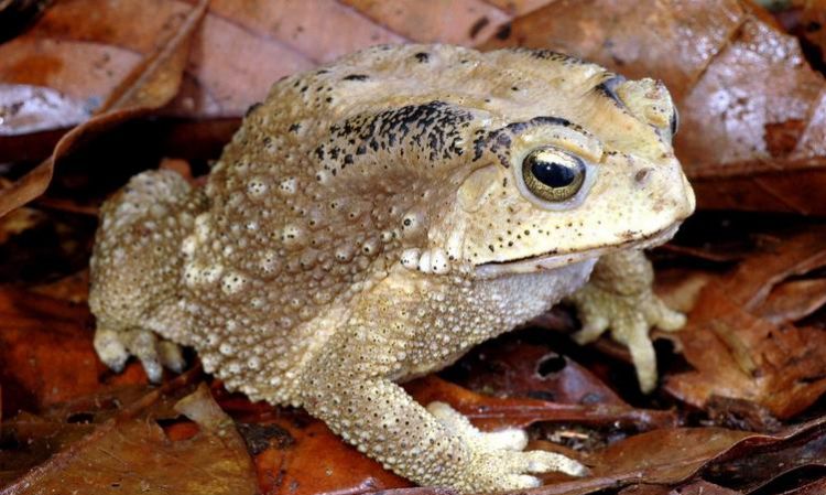 What does it mean to dream about a golden toad in the water? Dream about a toad holding a fish in the water picture 1