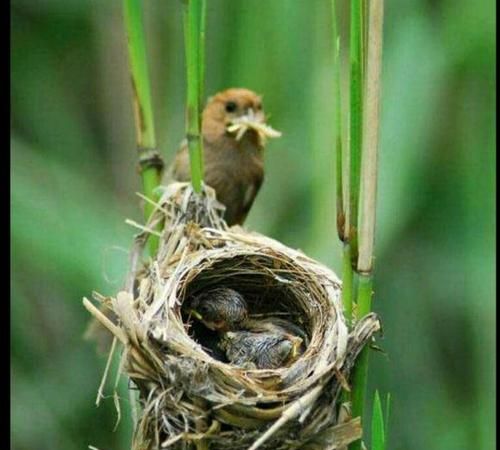 What does the crow's nest give birth to a phoenix? What are the idioms about crows honoring their parents? Picture 4