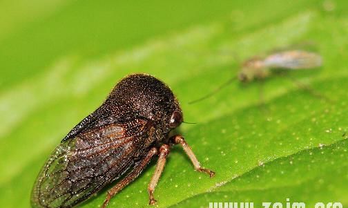 What does it mean to dream about poisonous insects? What is the sign of dreaming about being covered in insects? Picture 2