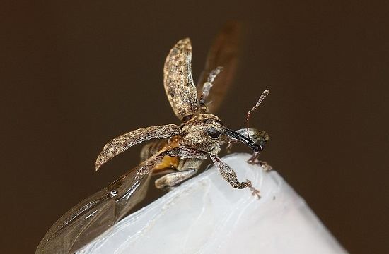 What does it mean to dream about poisonous insects? What is the sign of dreaming about being covered in insects? Picture 4