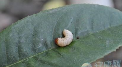 What does it mean to dream about poisonous insects? What is the sign of dreaming about being covered in insects? Picture 5