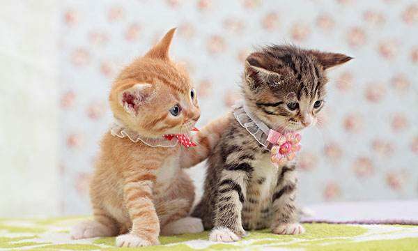 Cute pet wallpaper, what kind of mobile phone wallpaper is good-looking picture 3