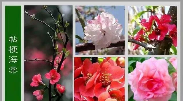 Collection of flower names. Names for men. The company needs everyone to choose a flower name. I am a boy and I need a flower name that sounds good and has a good meaning. I hope...Picture 3