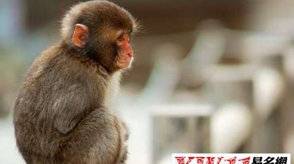 The best marriage match for a woman born in the year of the Monkey. What is the best match for a woman born under the monkey sign? Picture 2