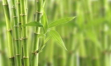 The symbolic meaning of bamboo. What does bamboo symbolize? Figure 3