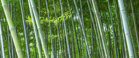 The symbolic meaning of bamboo. What does bamboo symbolize? Figure 4