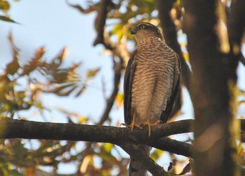 What does falcon mean? What does Chinese teenager mean by falcon? Picture 4