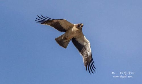 What does "falcon" mean? Explanation of what Chinese teenagers mean by "falcon" Figure 5