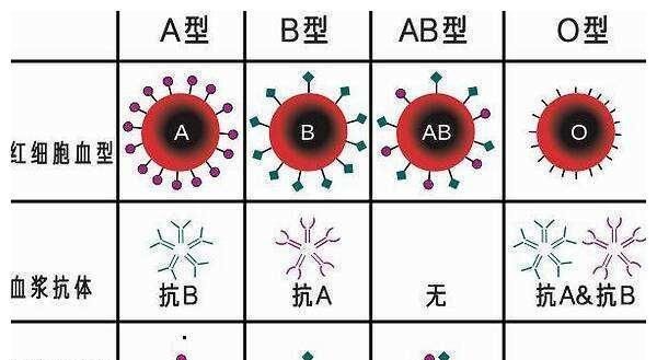 Type A blood and type O blood. What is the blood type of a child born from type A blood and type O blood? Figure 3