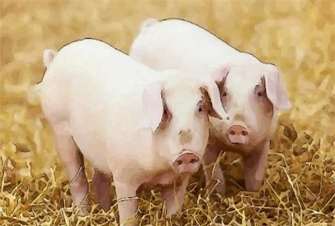 The fortune of Pig people, what is the fortune of people born on March 8 in the lunar calendar? Picture 3