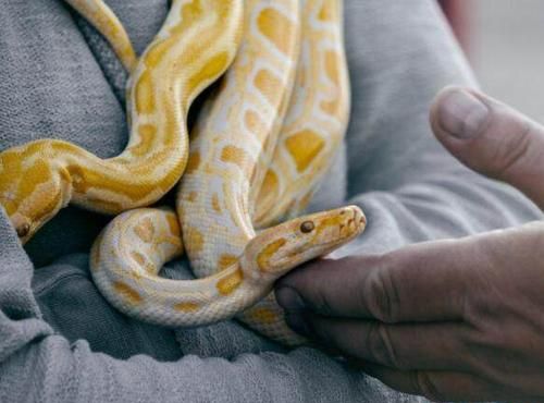 Pregnant women dreamed about being surrounded by snakes, and 5 months pregnant dreamed about being surrounded by white snakes Picture 1